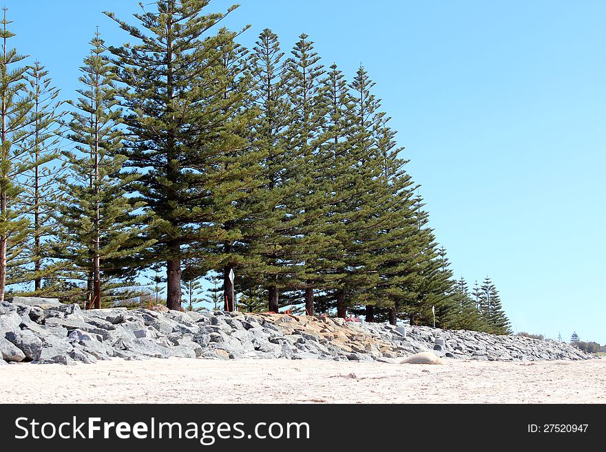 Line Of Green Pine Trees At Beach