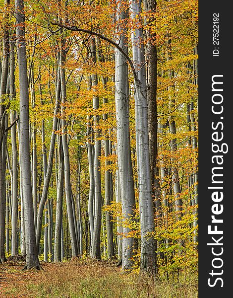 Colorful autumn forest in Hungary