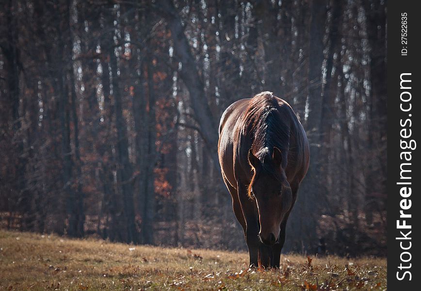 Quarter Horse In Pasture