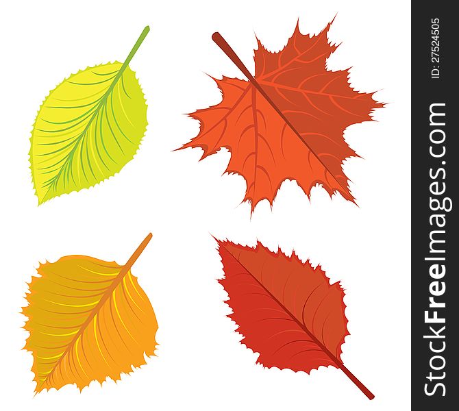 Set of colorful bright autumn leaves on white background. Set of colorful bright autumn leaves on white background.