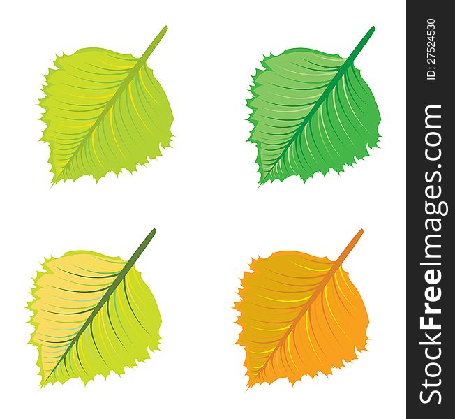 Set of colorful bright leaves on white background. Set of colorful bright leaves on white background.