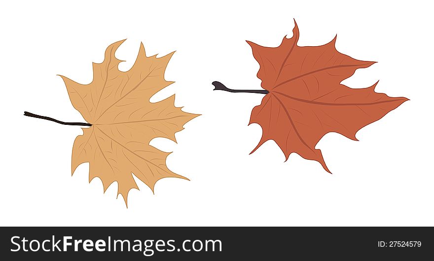 Illustration of two colorful autumn leaves on white. Illustration of two colorful autumn leaves on white.