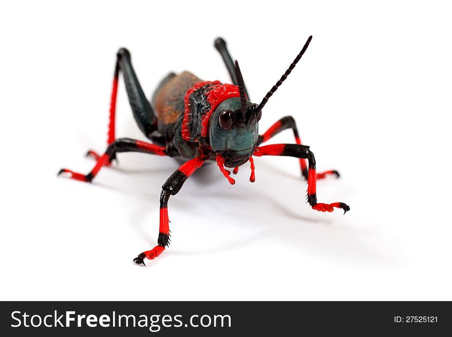 Foaming Grasshopper isolated on a white background