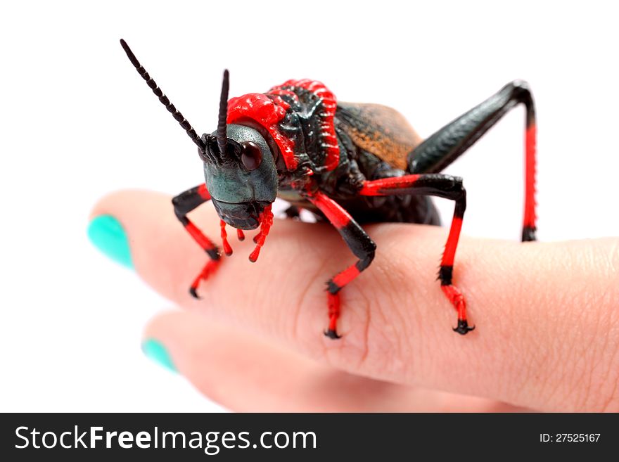 Foaming Grasshopper on a ladies fingers