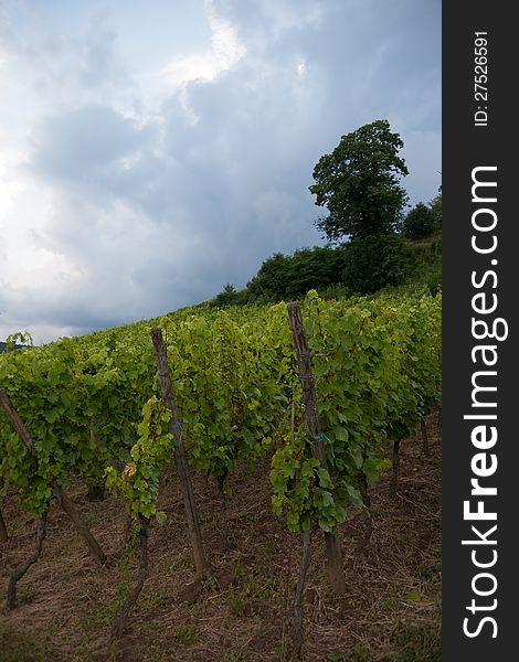 Alsace Landscape And Vinewyard