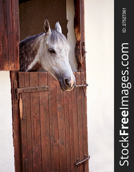 Race horse in the stable