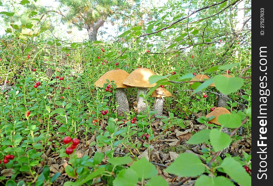 Mushrooms on a lawn cowberry