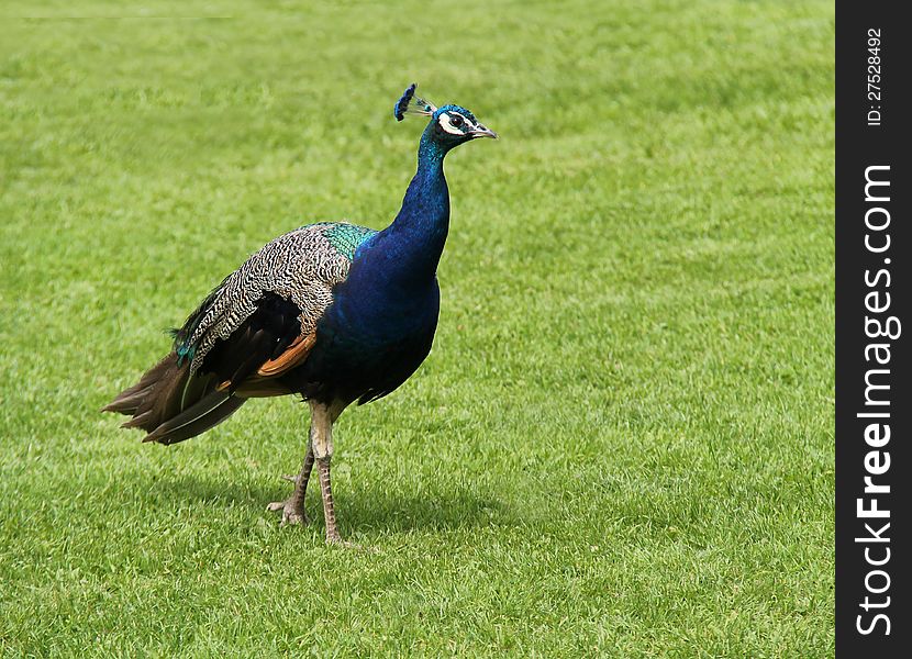 A Beautiful Peacock Bird Walking on a Grass Lawn. A Beautiful Peacock Bird Walking on a Grass Lawn.