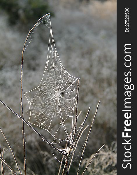 A Beautiful Spider's Cobweb on a Frosty Morning. A Beautiful Spider's Cobweb on a Frosty Morning.