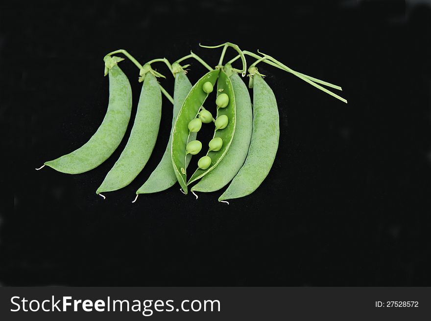 A Display of Some Freshly Picked Pea Pods.