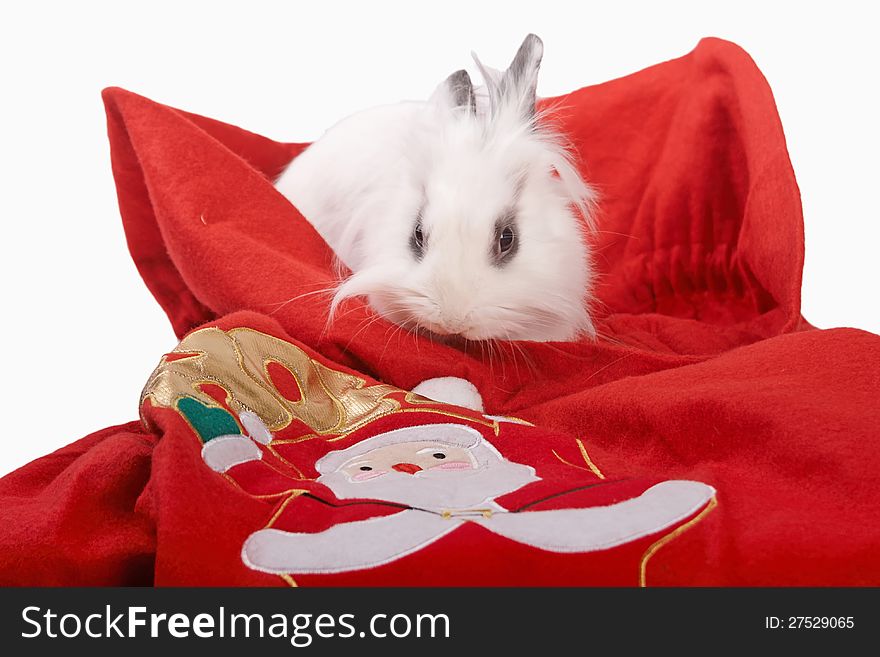Small white rabbit on the santa sack