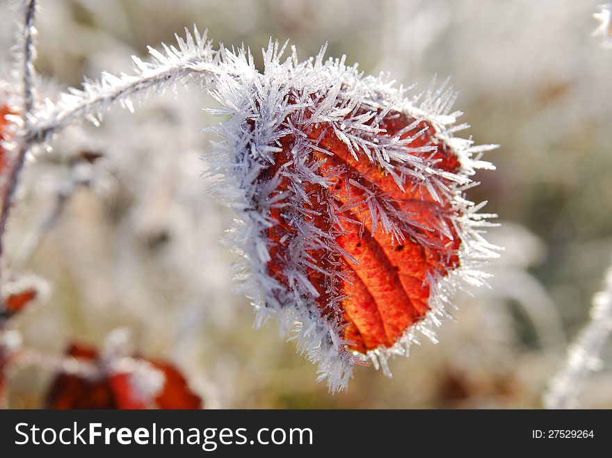 Frozen red leave in autumn