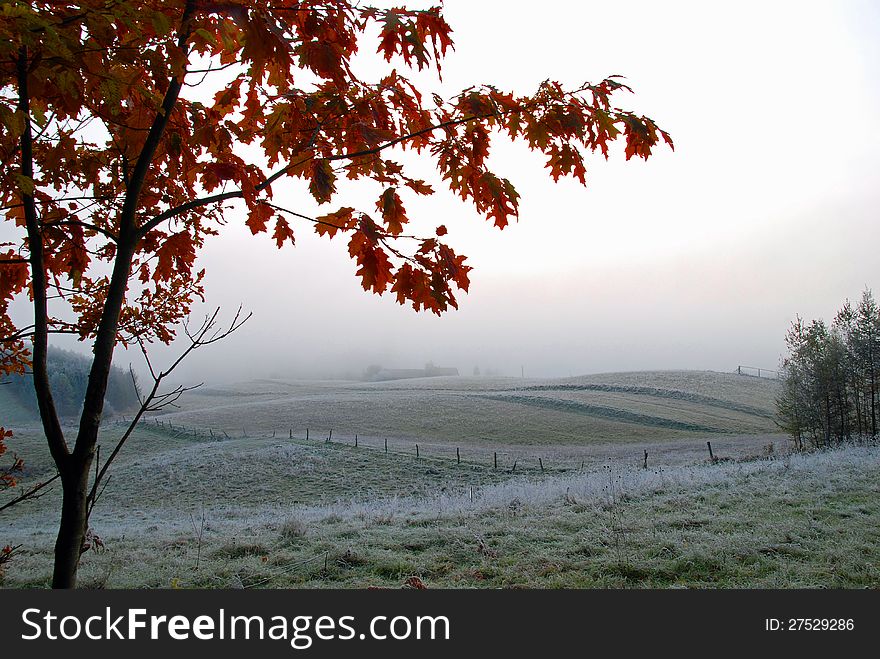 The young red oak and foggy fields in late autumn. The young red oak and foggy fields in late autumn