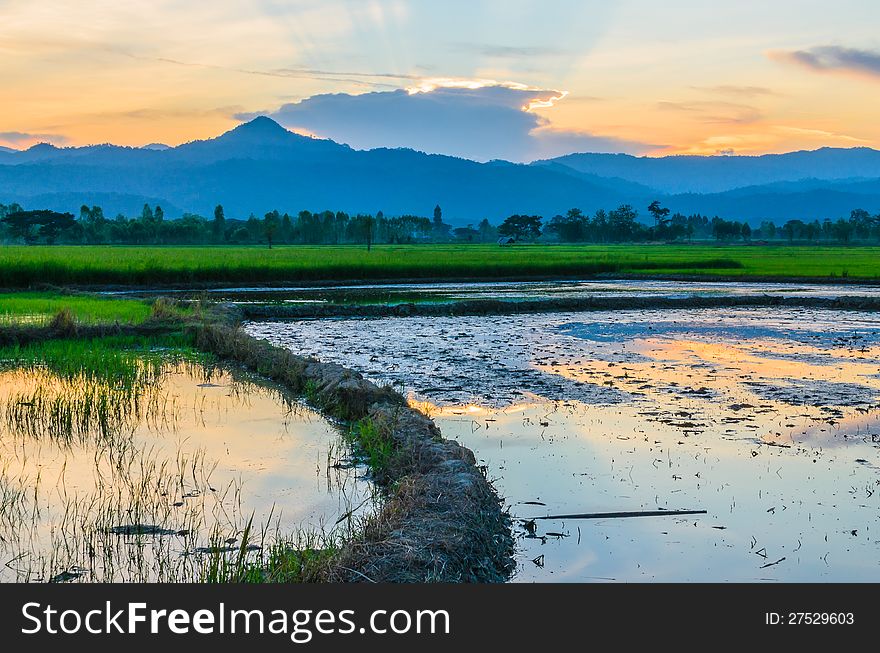 Rice field fill with water