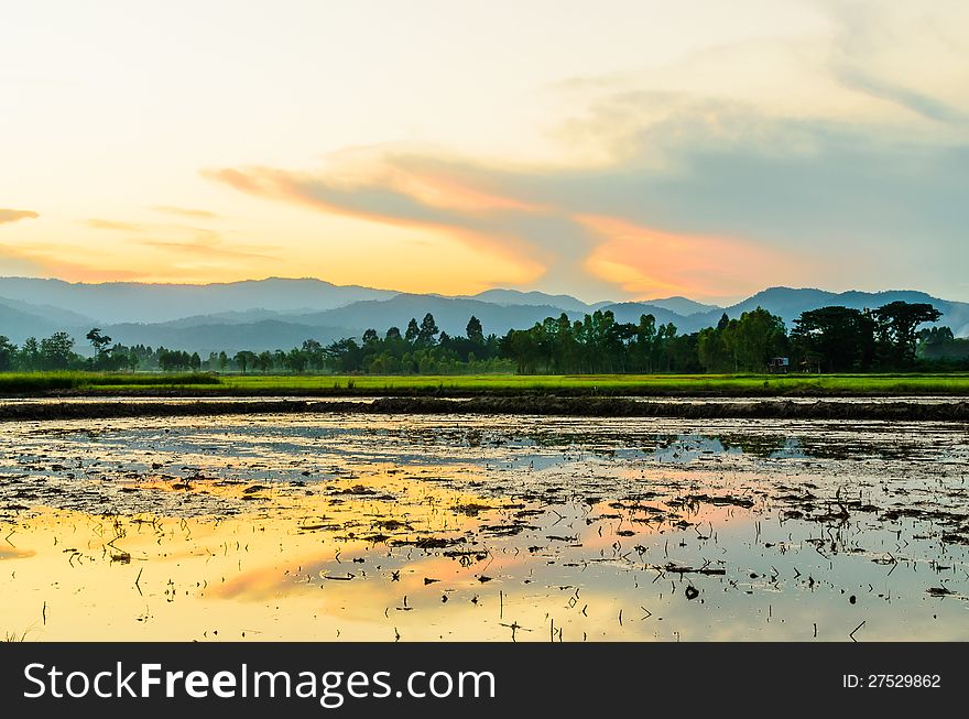 Rice field fill with water prepared to cultivate