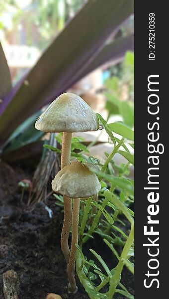 Inedible Mushrooms. Photographed On Potted.