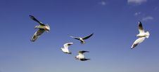 Seagulls Stock Photography