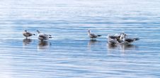 Seagulls Stock Images Seagulls Stock Images
