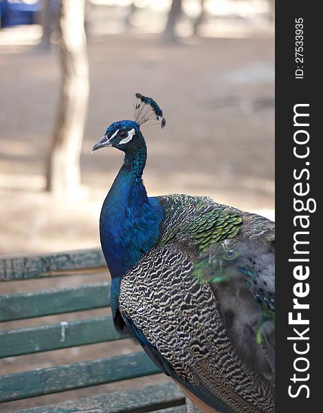 Peacock in the park on Kos island, Greece
