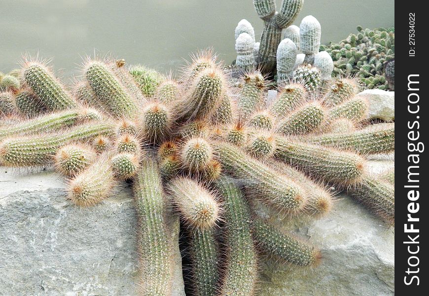 Spiky grouping of exotic desert cacti in Kew Gardens