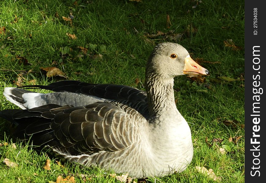 A duck basks in sunshine at the Royal Botanical gardens at Kew. A duck basks in sunshine at the Royal Botanical gardens at Kew