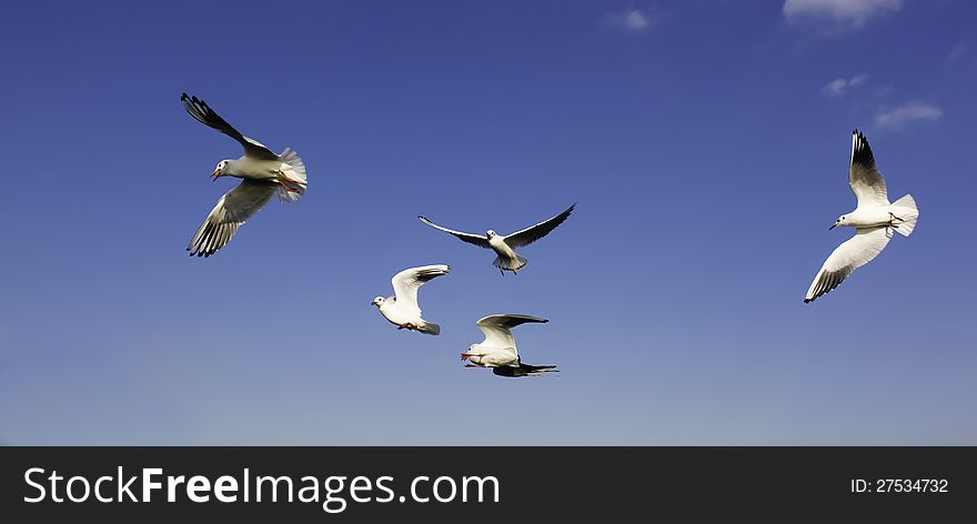 Seagulls flying in the blue sky.