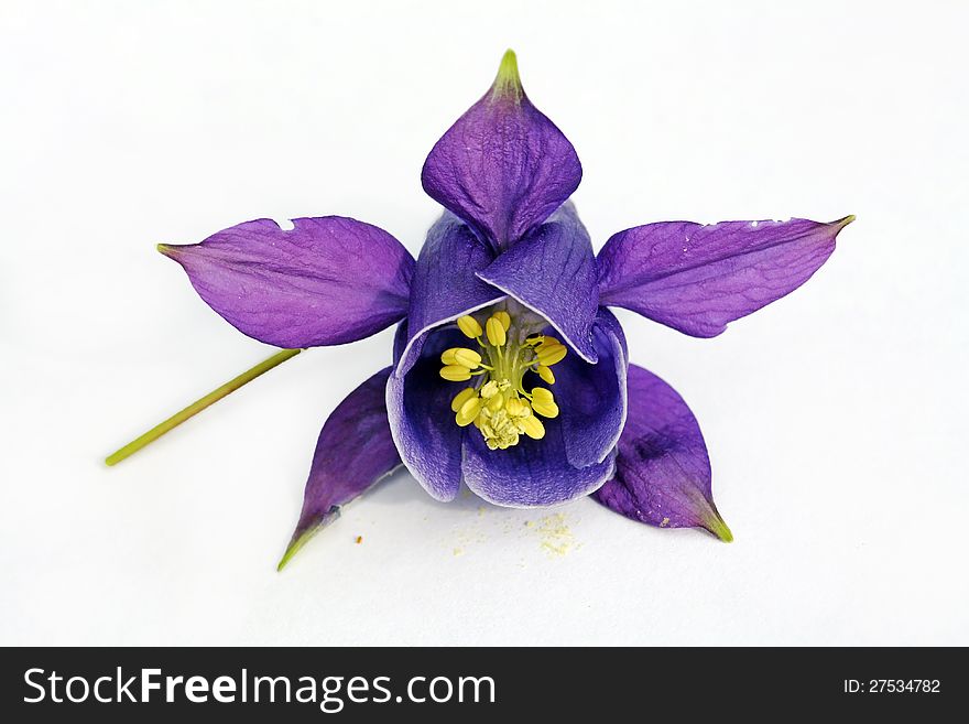 Digiart - a lilane aquilegia blossom