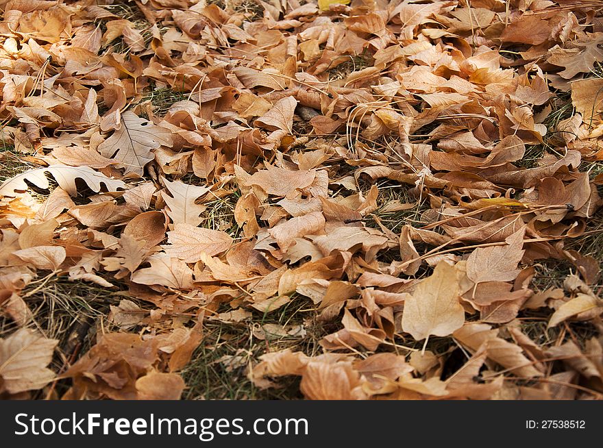 An assortment of fallen leaves around Hot Springs South Dakota USA. An assortment of fallen leaves around Hot Springs South Dakota USA