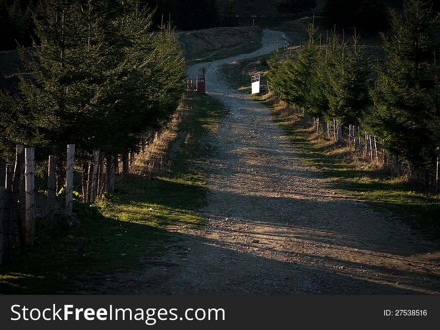 An old forest road meandering through the trees