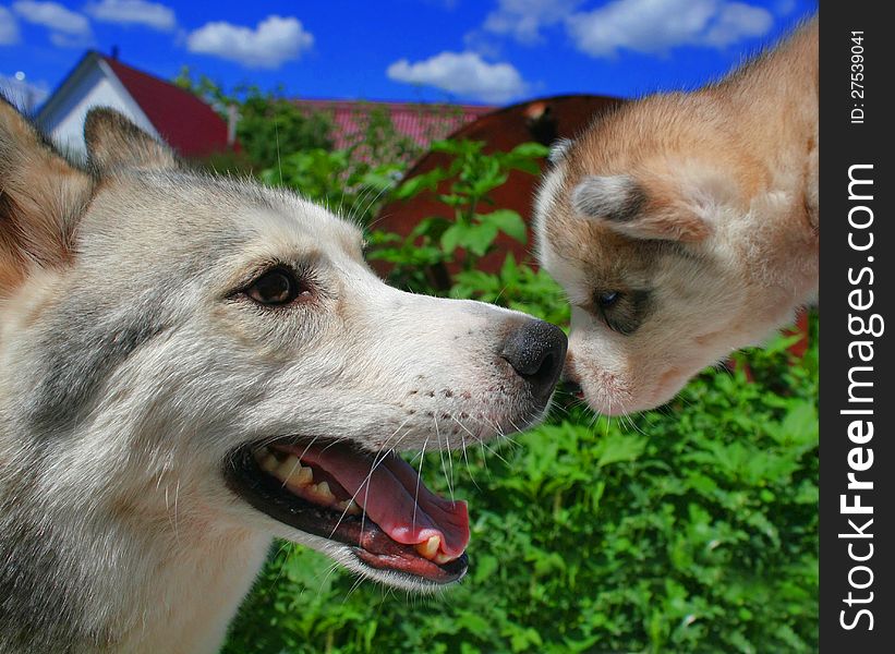 Husky mother and its small puppy