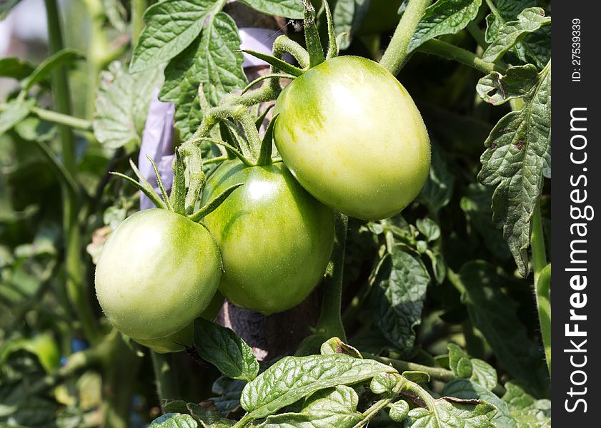 Unripped tomatoes growing. Close up