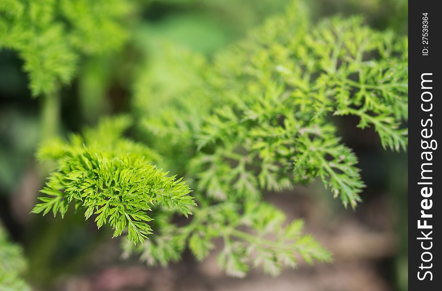 Carrot grows in kitchen garden close up. Nature background. Carrot grows in kitchen garden close up. Nature background