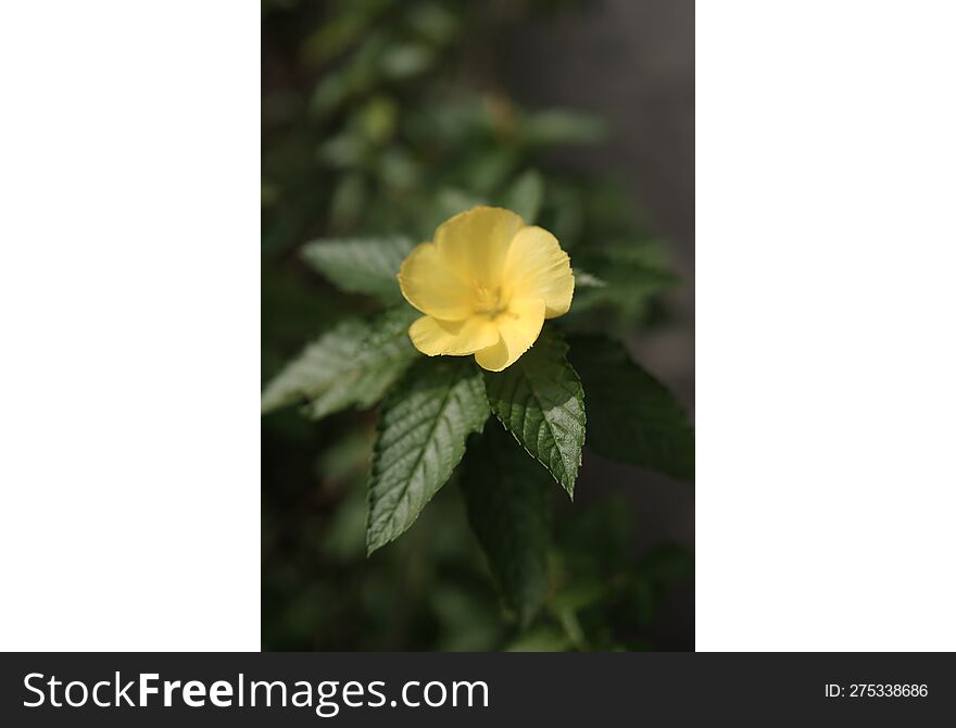 yellow flower with green leaf