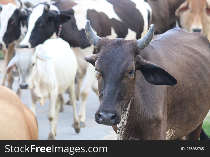 In Indian Village Black And Browns Cows Are Back Home After Feed