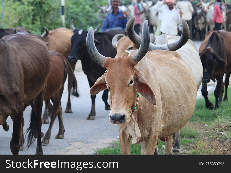 Indian village cow return after feed