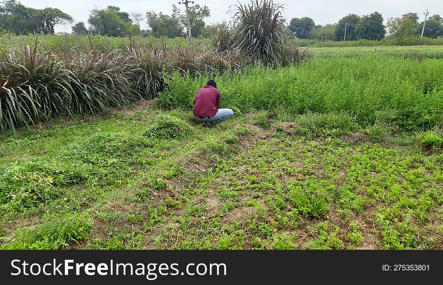 indian village youngh boy work as a farmer and take foods for him cows a Fodder