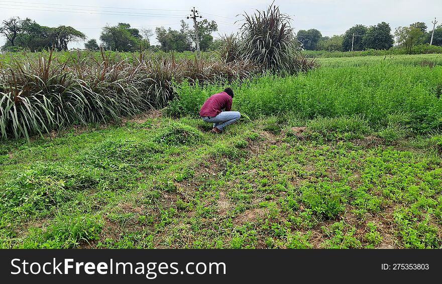 Indian Village farmer take foods for him cows a Fodder Farming, this is the life of indian village boy