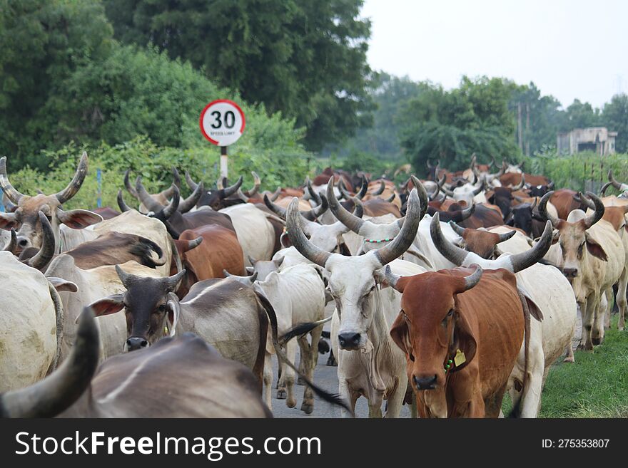 Indian village many cows in single raw