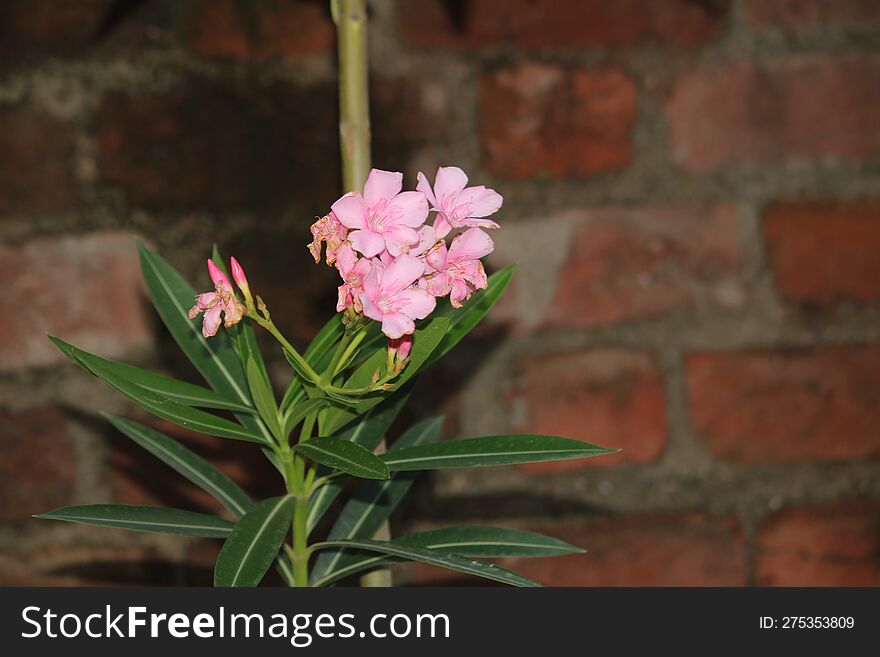 Indian Village Monsoon Nature Flower