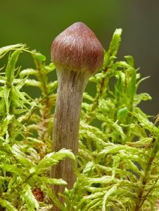 Fungus Stock Photo Fungus Stock Photo