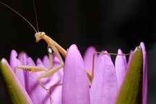 Praying Mantis On A Lotus. Royalty Free Stock Photography Praying Mantis On A Lotus. Royalty Free Stock Photography