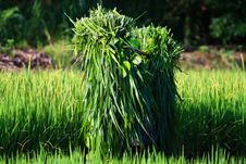 Farmers In Northern Thailand. Stock Images Farmers In Northern Thailand. Stock Images