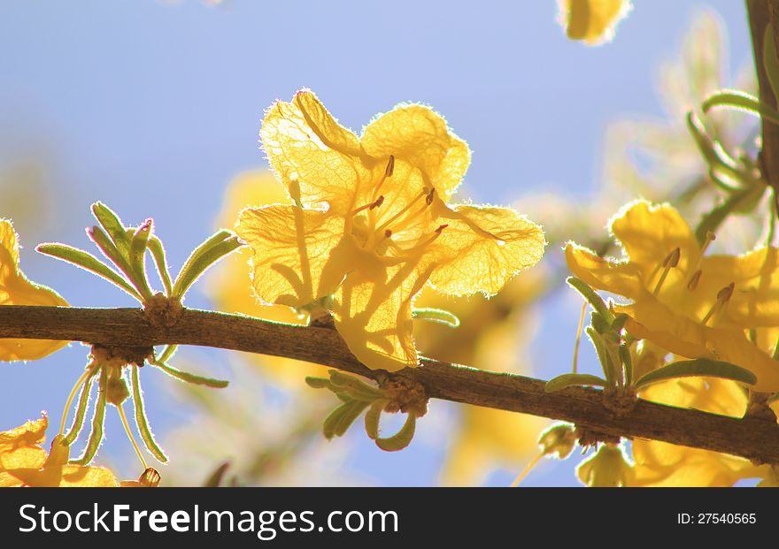 Wild Flowers - African Golden Surprise Of Spring 4