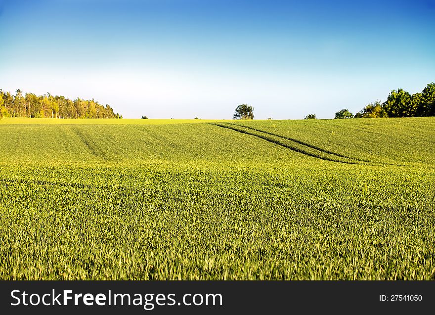 Green fields with young plants and a clear blue sky. Green fields with young plants and a clear blue sky
