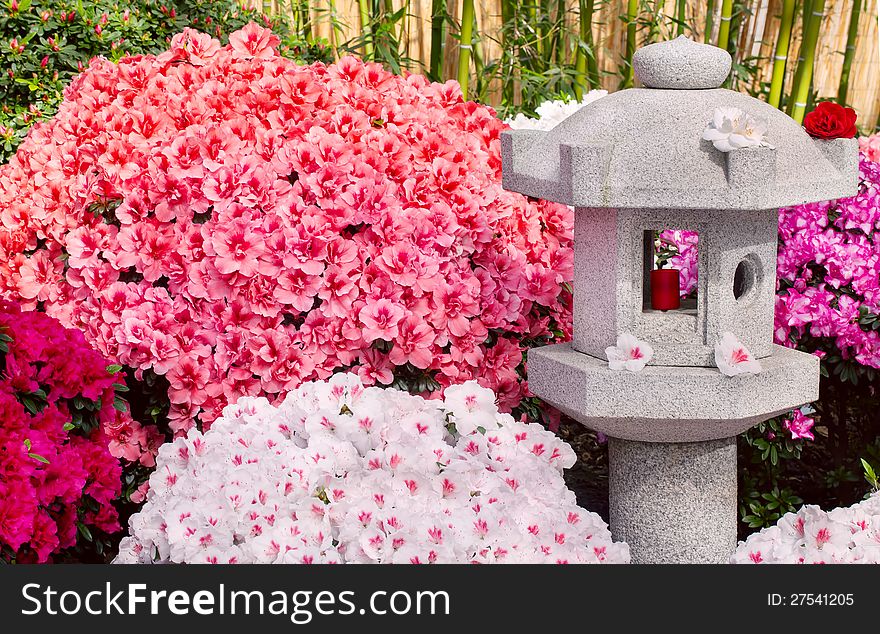 Colorful azalea bushes and an asian lantern in front of bamboo. Colorful azalea bushes and an asian lantern in front of bamboo