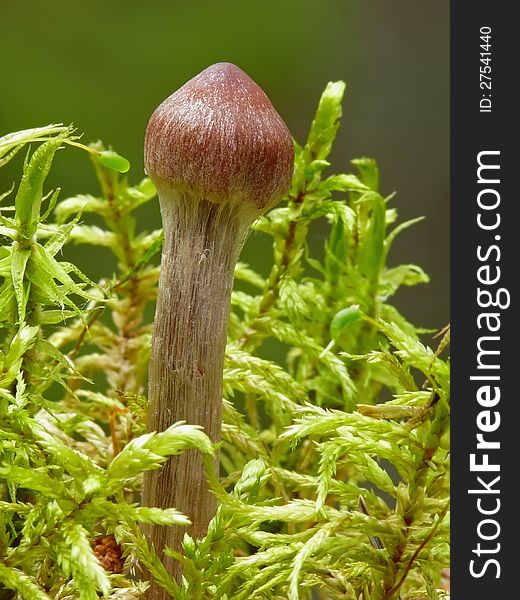 One of poisonous fungus - Cortinarius evernius