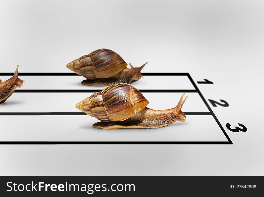 Three snails racing on grey background with shadow, Business competition concept