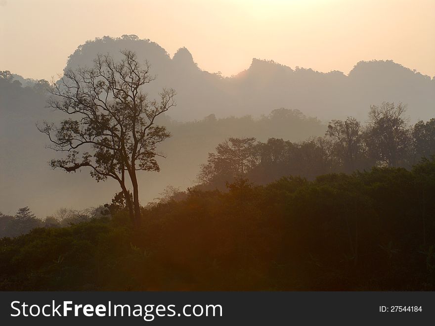 Tree shape silhouette.