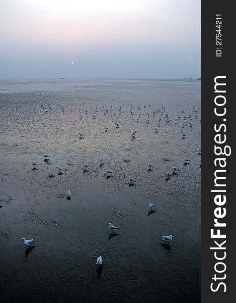 Flock of Seagulls on the beach in the evening. Flock of Seagulls on the beach in the evening.
