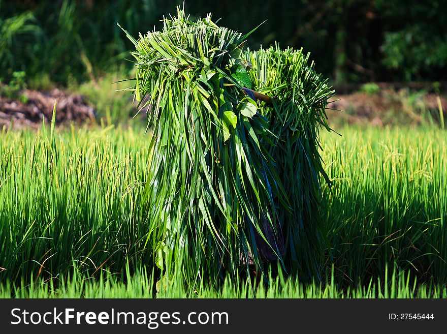 Farmers in northern India are carrying cut leaves. Farmers in northern India are carrying cut leaves.